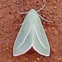Chlorosea margaretaria - Hodges#7014