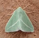 Chlorosea margaretaria - Hodges#7014 - photo 2