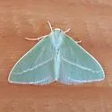 Chlorosea margaretaria - Hodges#7014 - photo 3