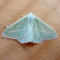 Chlorosea margaretaria - Hodges#7014 - photo 4