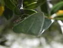 Chlorosea nevadaria - Hodges#7012