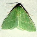 Chlorosea nevadaria - Hodges#7012 - photo 5