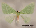 Chlorosea roseitacta - Hodges#7015