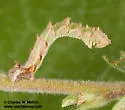 Chlorosea roseitacta - Hodges#7015 - photo 2