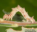 Chlorosea roseitacta - Hodges#7015 - photo 3