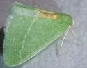 Chlorosea roseitacta - Hodges#7015 - photo 4