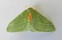 Chlorosea roseitacta - Hodges#7015 - photo 5