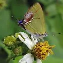 Amethyst Hairstreak - Hodges#4271
