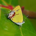 Amethyst Hairstreak - Hodges#4271 - photo 2