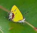 Amethyst Hairstreak - Hodges#4271 - photo 3