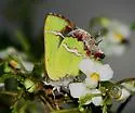 Silver-Banded Hairstreak - Hodges#4273