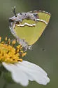 Silver-Banded Hairstreak - Hodges#4273 - photo 3