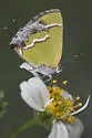Silver-Banded Hairstreak - Hodges#4273 - photo 4