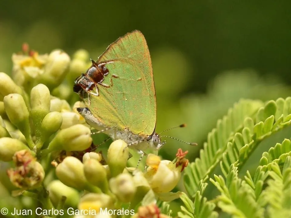 Telea Hairstreak - Hodges#4272 - photo 2