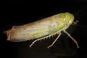 Chlorotettix attenuatus
