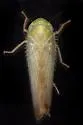 Chlorotettix attenuatus - photo 2