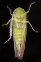 Chlorotettix attenuatus - photo 3