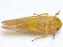 Chlorotettix aurum
