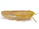Chlorotettix aurum - photo 2