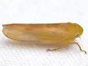 Chlorotettix aurum - photo 3