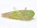 Chlorotettix aurum - photo 4