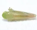 Chlorotettix aurum - photo 5
