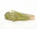 Chlorotettix balli