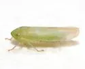Chlorotettix balli - photo 2