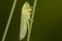 Chlorotettix balli - photo 5