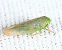 Chlorotettix borealis