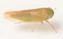 Chlorotettix fallax