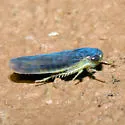 Chlorotettix fuscus