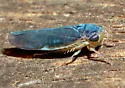 Chlorotettix fuscus - photo 4