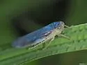 Chlorotettix fuscus - photo 5