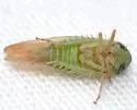 Chlorotettix galbanatus