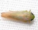 Chlorotettix galbanatus - photo 2