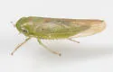 Chlorotettix galbanatus - photo 3