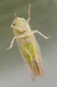 Chlorotettix galbanatus - photo 5