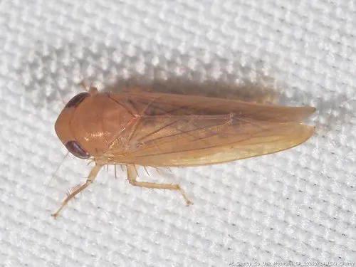 Chlorotettix iridescens