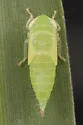 Chlorotettix latus