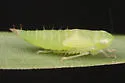 Chlorotettix latus - photo 2