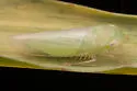 Chlorotettix latus - photo 3