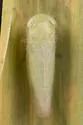Chlorotettix latus - photo 4