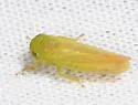 Chlorotettix limosus