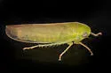 Chlorotettix limosus - photo 2