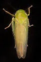 Chlorotettix limosus - photo 3