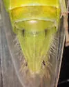 Chlorotettix limosus - photo 4