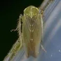 Chlorotettix lusorius