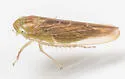 Chlorotettix lusorius - photo 2