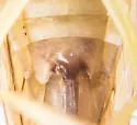 Chlorotettix lusorius - photo 3